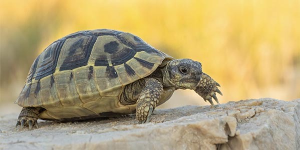 Żółw Grecki — hodowla, terrarium i cena