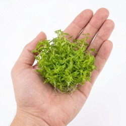 Limnophila sp. 'Scrophulariaceae' - roślina do akwarium