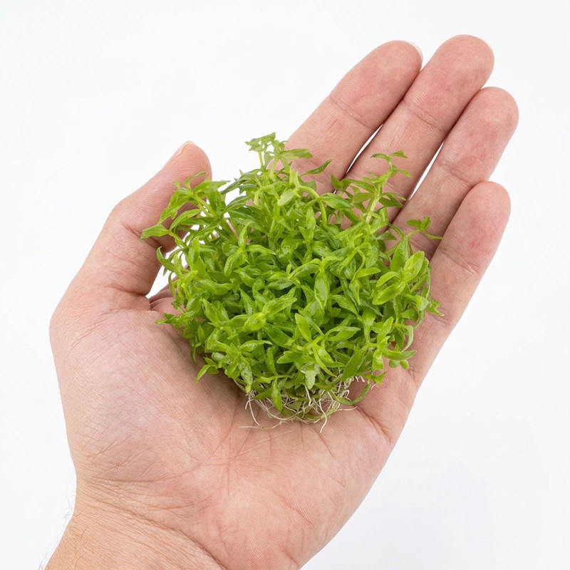 Limnophila sp. 'Scrophulariaceae' - roślina do akwarium