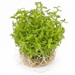 Limnophila sp. 'Scrophulariaceae' - roślina do akwarium
