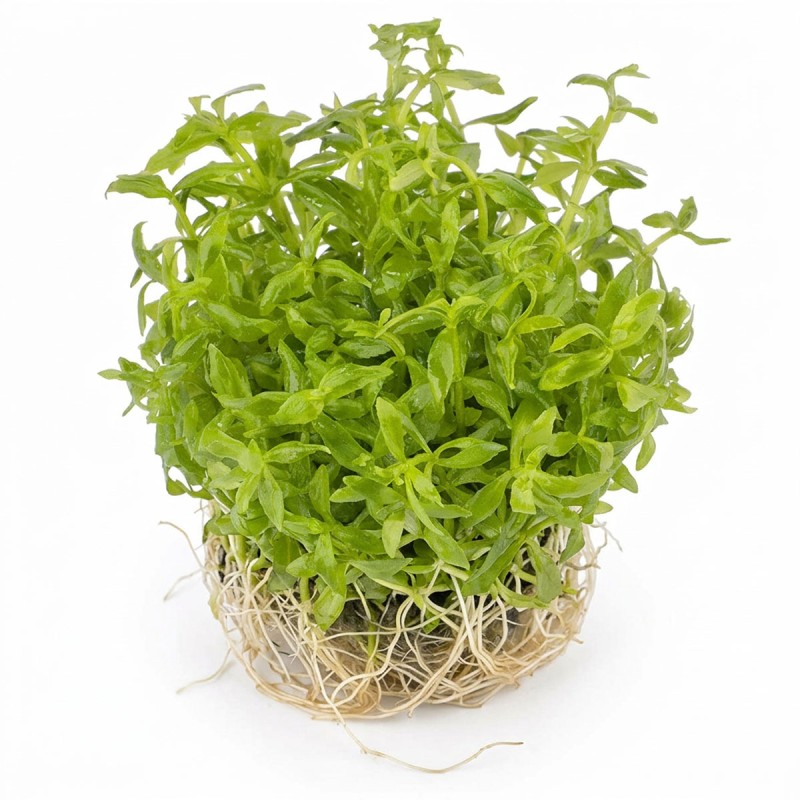 Limnophila sp. 'Scrophulariaceae' - roślina do akwarium