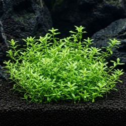 Limnophila sp. 'Scrophulariaceae' - roślina do akwarium
