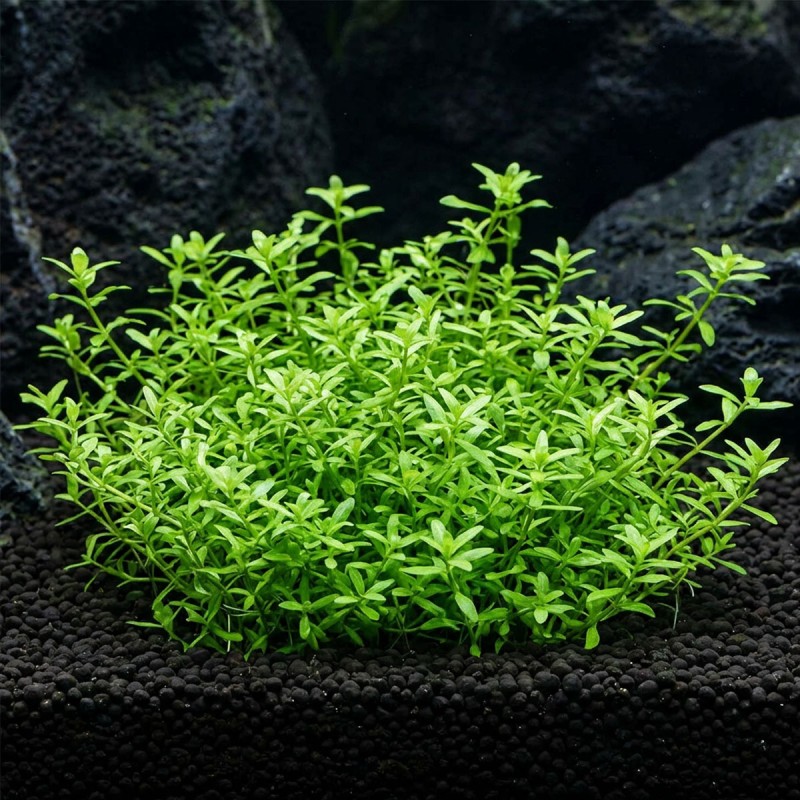 Limnophila sp. 'Scrophulariaceae' - roślina do akwarium