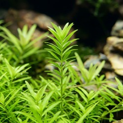 Limnophila sp. 'Scrophulariaceae' - roślina do akwarium