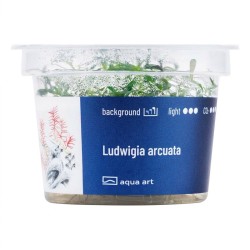 Ludwigia arcuata - roślina do akwarium