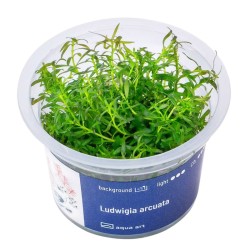 Ludwigia arcuata - roślina do akwarium