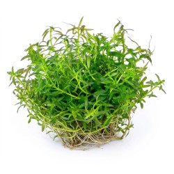 Ludwigia arcuata - roślina do akwarium