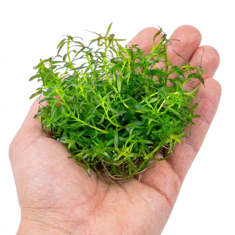 Ludwigia arcuata - roślina do akwarium