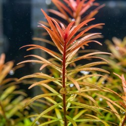 Ludwigia arcuata - roślina do akwarium