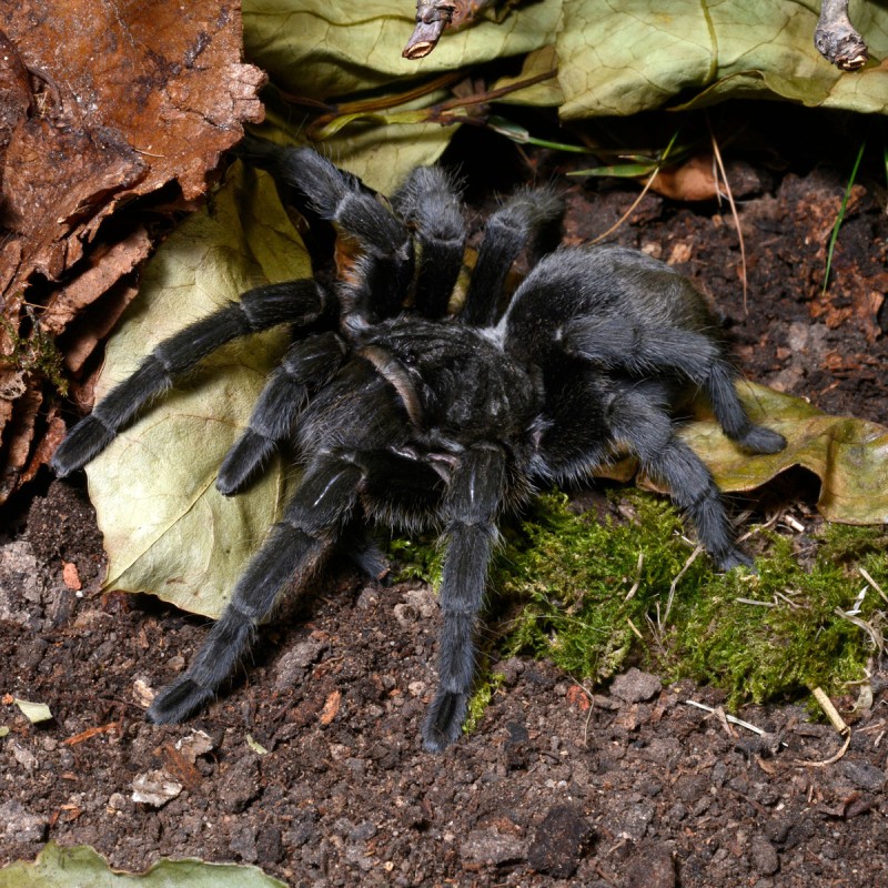 Ptasznik (Grammostola pulchra)