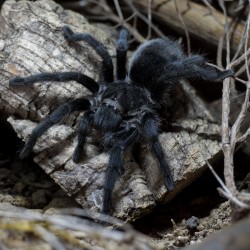 Ptasznik (Grammostola pulchra)