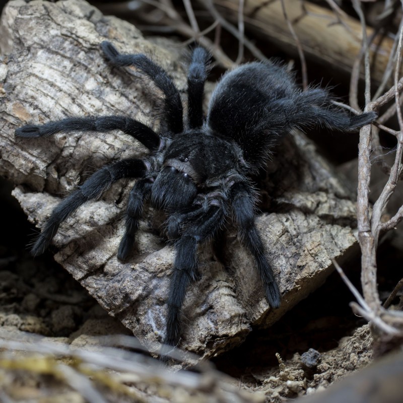 Ptasznik (Grammostola pulchra)
