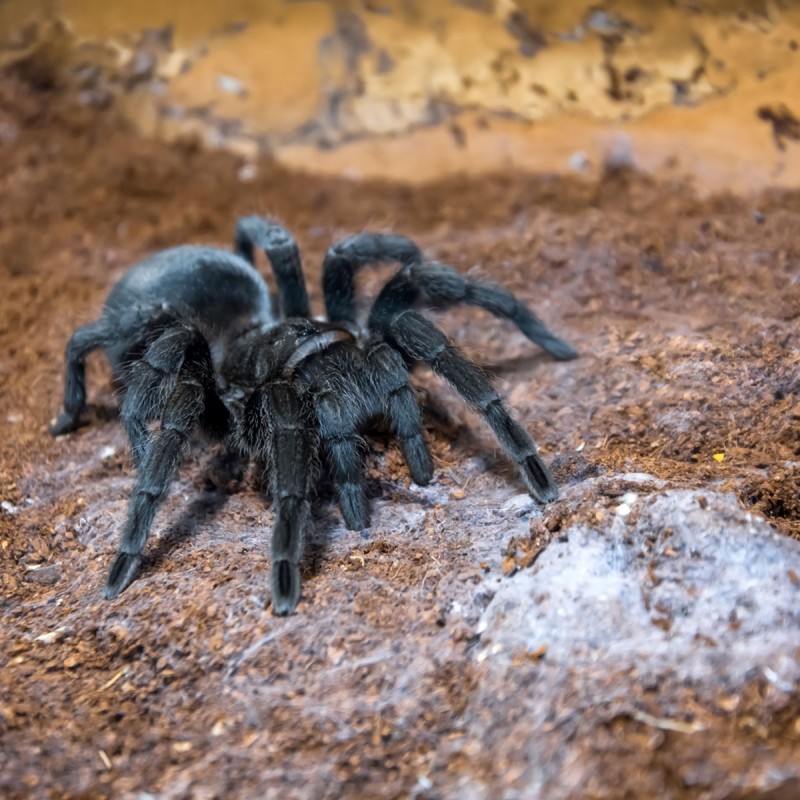 Ptasznik (Grammostola pulchra)