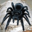 Ptasznik (Grammostola pulchra)