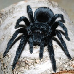 Ptasznik (Grammostola pulchra)