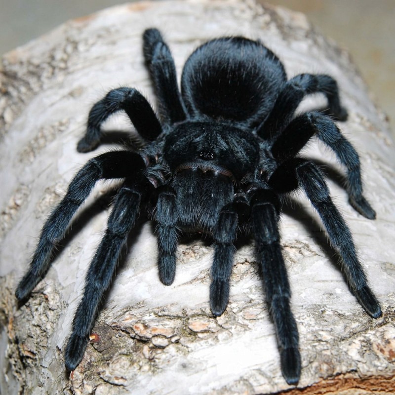 Ptasznik (Grammostola pulchra)