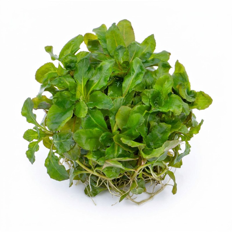 Ludwigia sphaerocarpa 'Pilosa' - roślina do akwarium Ludwigia sphaerocarpa 'Pilosa' - roślina do akwarium