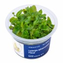 Ludwigia sphaerocarpa 'Pilosa' - roślina do akwarium Ludwigia sphaerocarpa 'Pilosa' - roślina do akwarium