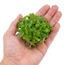 Ludwigia sphaerocarpa 'Pilosa' - roślina do akwarium Ludwigia sphaerocarpa 'Pilosa' - roślina do akwarium