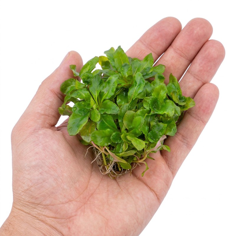 Ludwigia sphaerocarpa 'Pilosa' - roślina do akwarium Ludwigia sphaerocarpa 'Pilosa' - roślina do akwarium