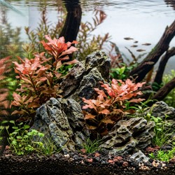 Ludwigia sphaerocarpa 'Pilosa' - roślina do akwarium Ludwigia sphaerocarpa 'Pilosa' - roślina do akwarium