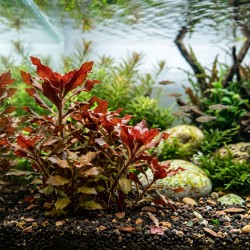 Ludwigia sphaerocarpa 'Pilosa' - roślina do akwarium Ludwigia sphaerocarpa 'Pilosa' - roślina do akwarium