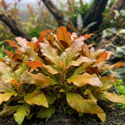 Ludwigia sphaerocarpa 'Pilosa' - roślina do akwarium Ludwigia sphaerocarpa 'Pilosa' - roślina do akwarium