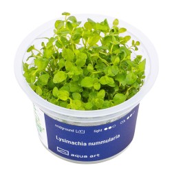 Lysimachia nummularia - roślina do akwarium