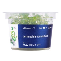 Lysimachia nummularia - roślina do akwarium