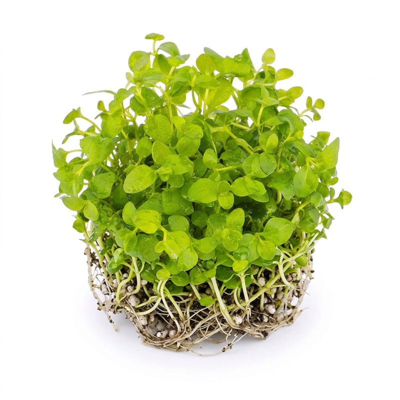 Lysimachia nummularia - roślina do akwarium