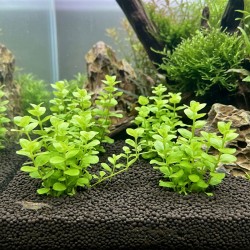 Lysimachia nummularia - roślina do akwarium