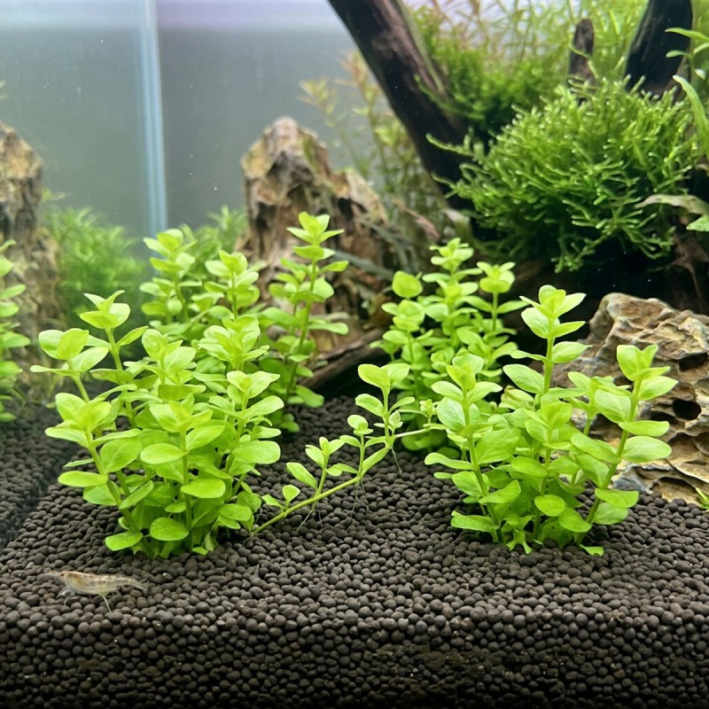 Lysimachia nummularia - roślina do akwarium