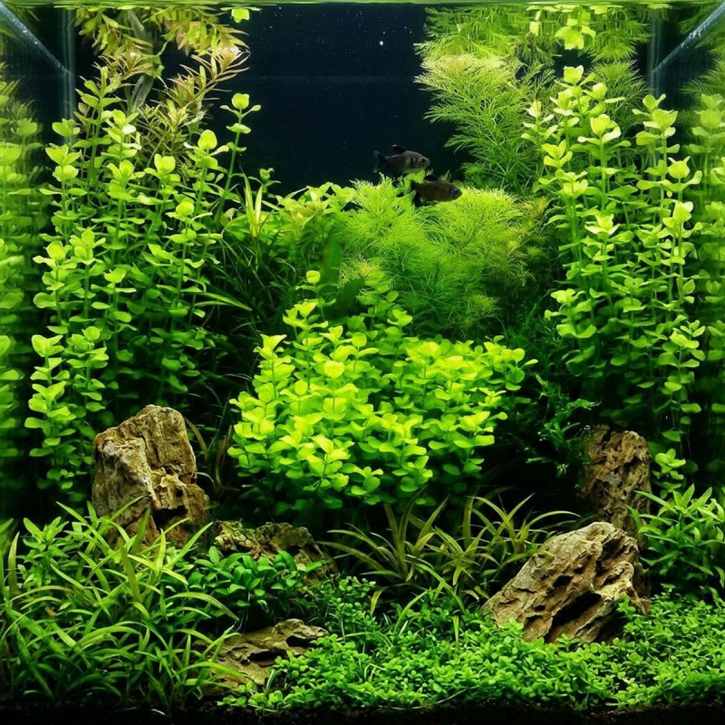 Lysimachia nummularia - roślina do akwarium
