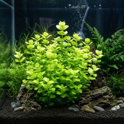 Lysimachia nummularia - roślina do akwarium