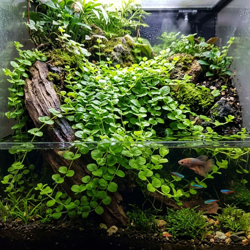 Lysimachia nummularia - roślina do akwarium