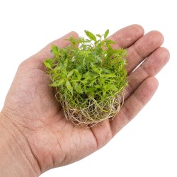 Proserpinaca palustris - roślina do akwarium
