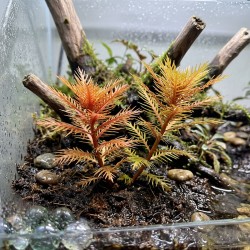 Proserpinaca palustris - roślina do akwarium