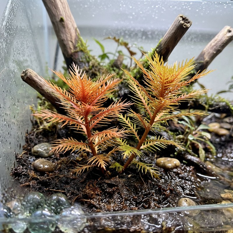 Proserpinaca palustris - roślina do akwarium