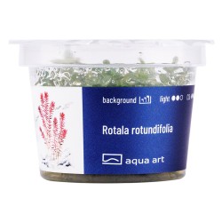 Rotala rotundifolia - roślina do akwarium