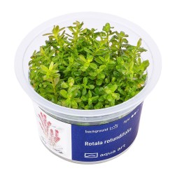 Rotala rotundifolia - roślina do akwarium