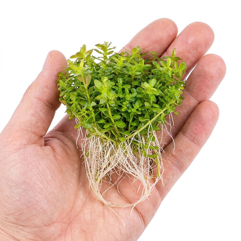 Rotala rotundifolia - roślina do akwarium