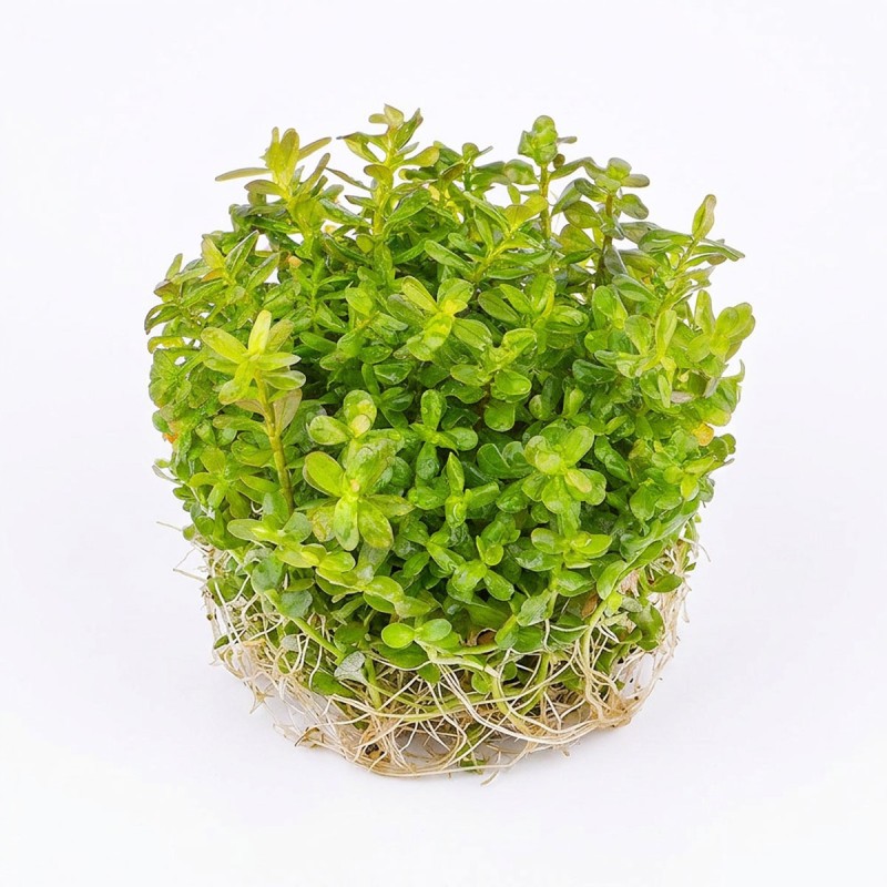 Rotala rotundifolia - roślina do akwarium