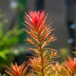 Rotala rotundifolia - roślina do akwarium