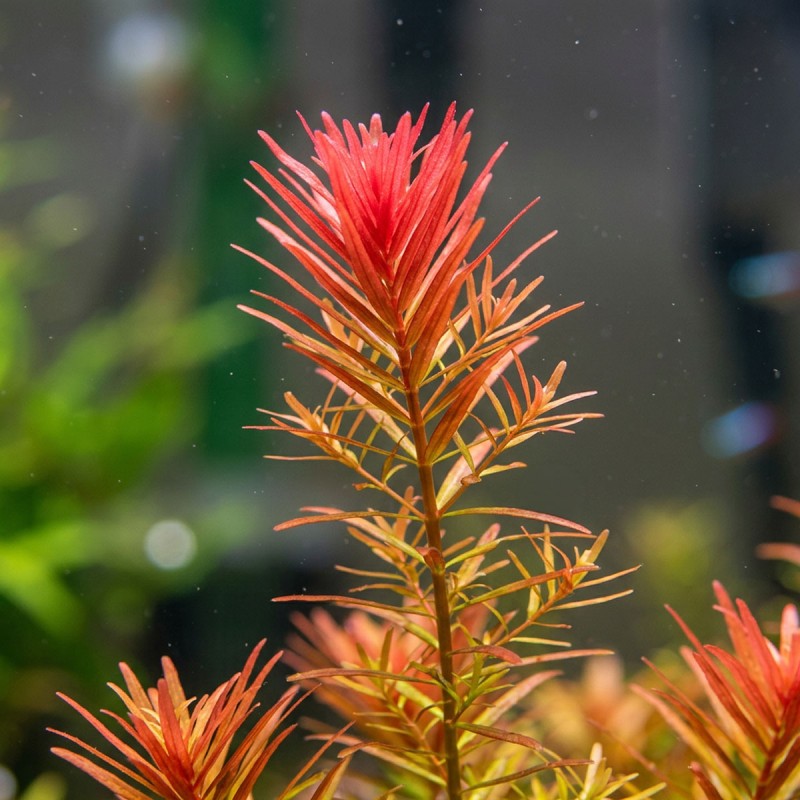 Rotala rotundifolia - roślina do akwarium