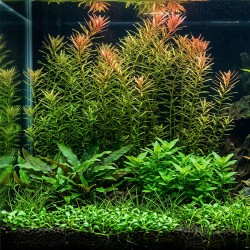 Rotala rotundifolia - roślina do akwarium