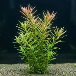 Rotala rotundifolia - roślina do akwarium