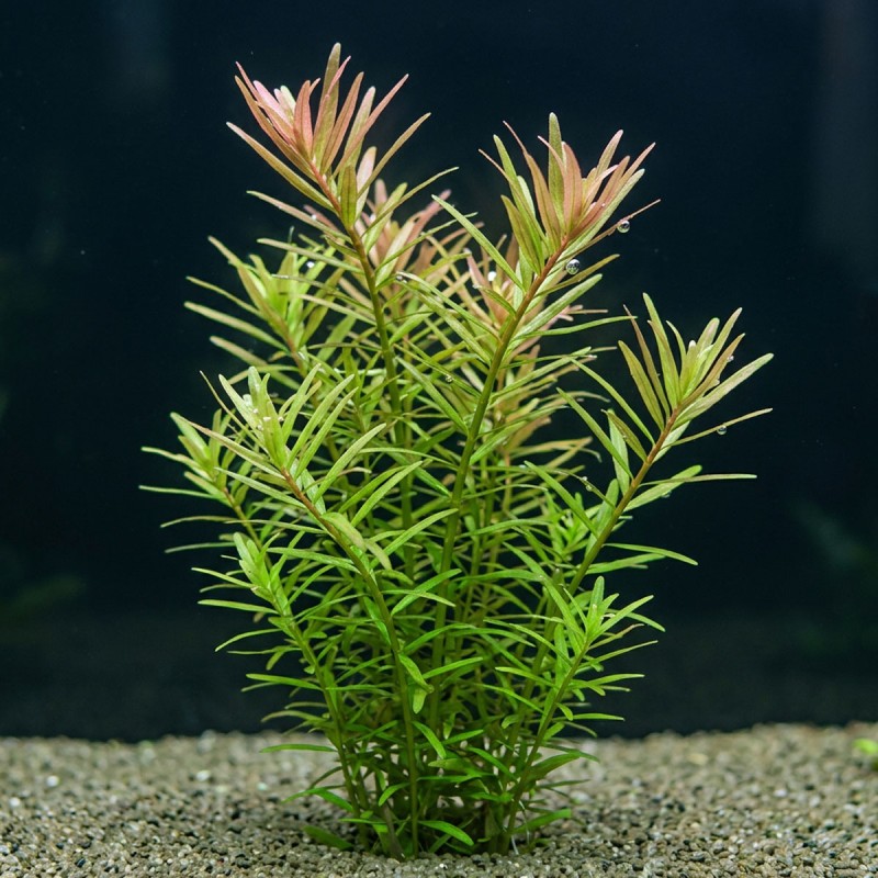 Rotala rotundifolia - roślina do akwarium