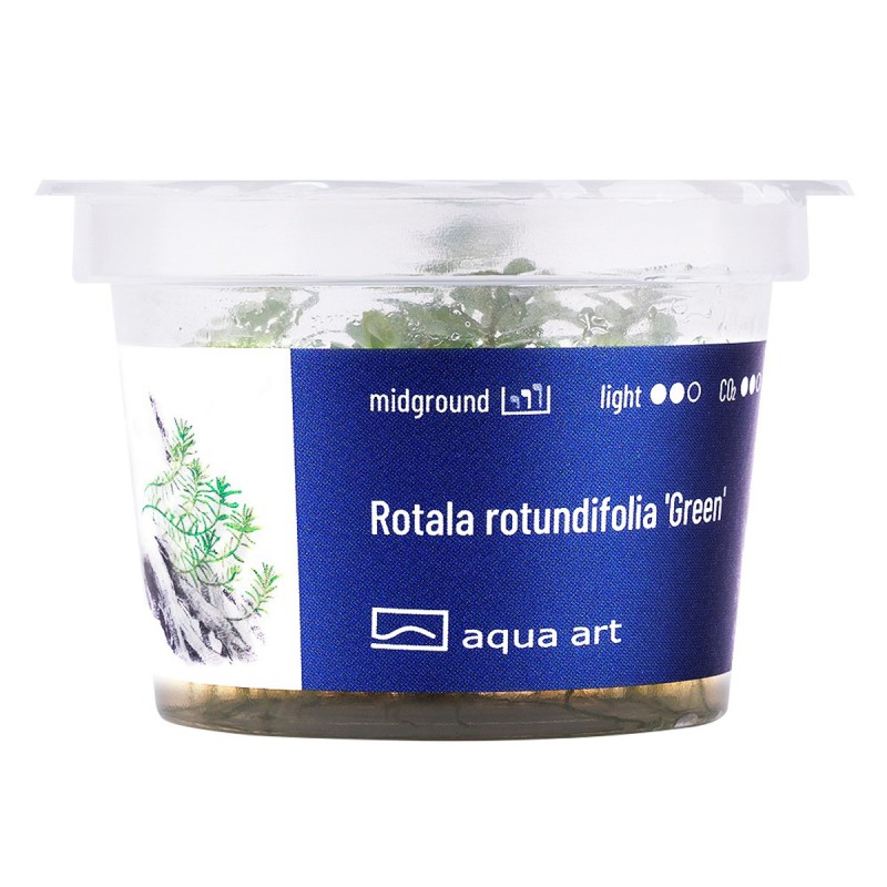 Rotala rotundifolia 'Green' - roślina do akwarium