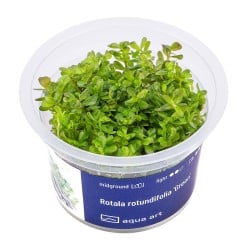 Rotala rotundifolia 'Green' - roślina do akwarium
