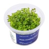 Rotala rotundifolia 'Green' - roślina do akwarium